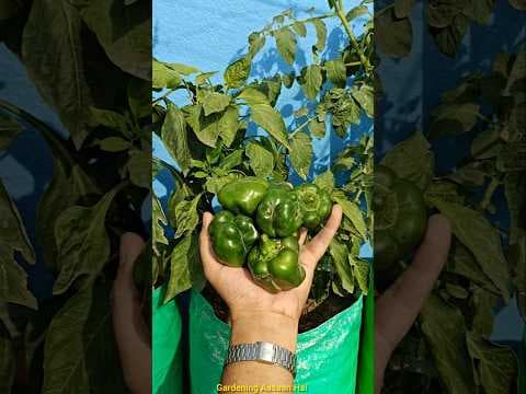 Recent post by Gardening Aasaan Hai