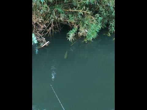 Recent post by Fishy Vlogs - Ajay Thiruvalla