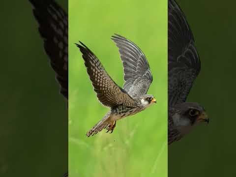 Recent post by Vaishakh Manohar