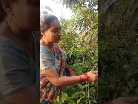 Recent post by TELUGU GARDEN VLOG