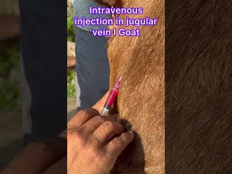 Recent post by Vet Surgery