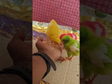 Recent post by Vijay Vlogs