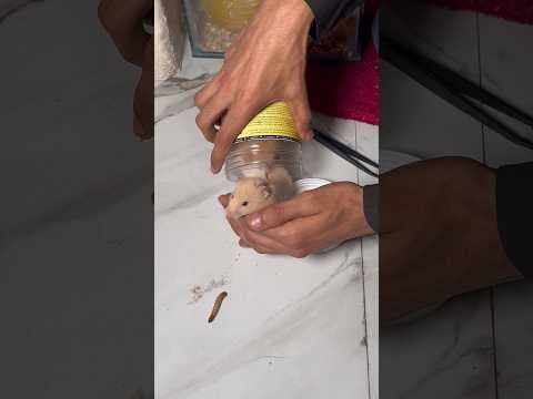 Recent post by Pets Man