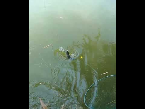 Recent post by Fishy Vlogs - Ajay Thiruvalla