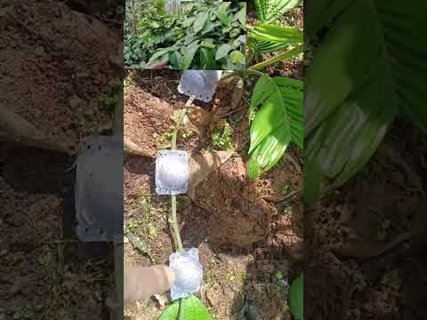 Recent post by Plantation Info {ಕೃಷಿ ಸಲಹೆ}