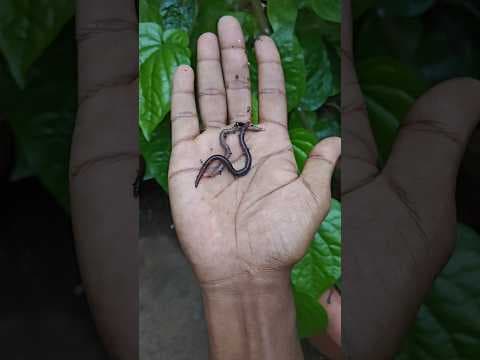 Recent post by Vijay Vlogs
