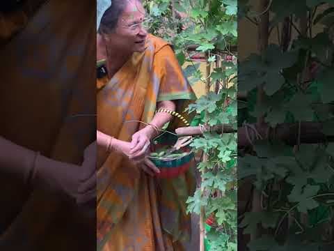 Recent post by Patnam Lo Palleturu by Pinnaka Padma