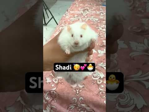 Recent post by FreeExoticPet