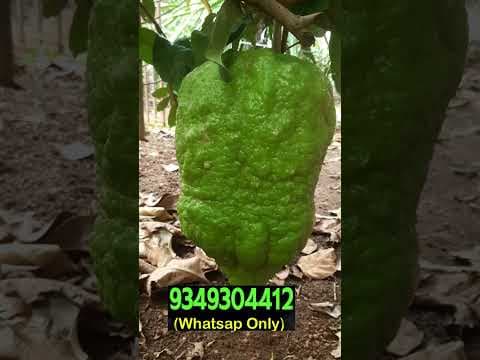 Recent post by Krishi Lokam