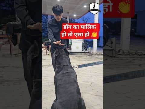 Recent post by SMART DOG TRAINING