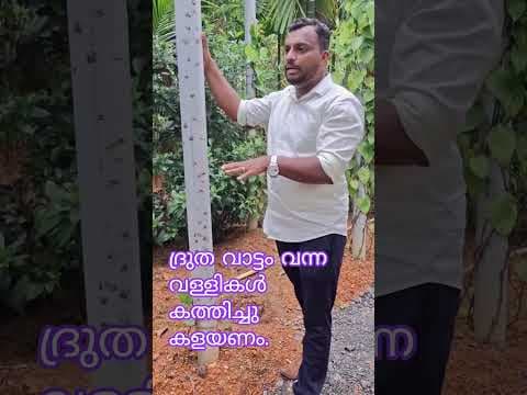Recent post by കാർഷിക നുറുങ്ങുകൾ By Alfred