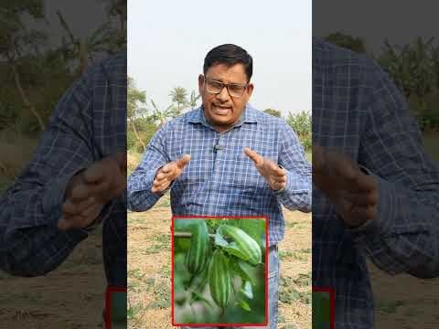 Recent post by KRUSHI SAMPADA