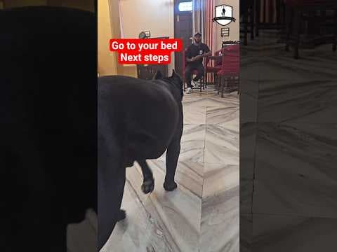 Recent post by SMART DOG TRAINING