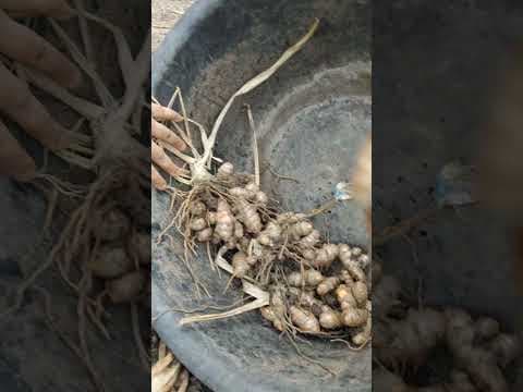 Recent post by TELUGU GARDEN VLOG