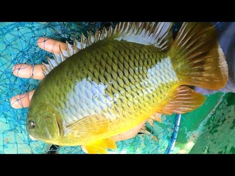 Recent post by Fishy Vlogs - Ajay Thiruvalla