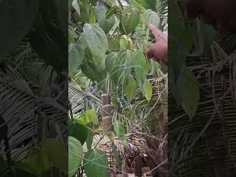 Recent post by കാർഷിക നുറുങ്ങുകൾ By Alfred