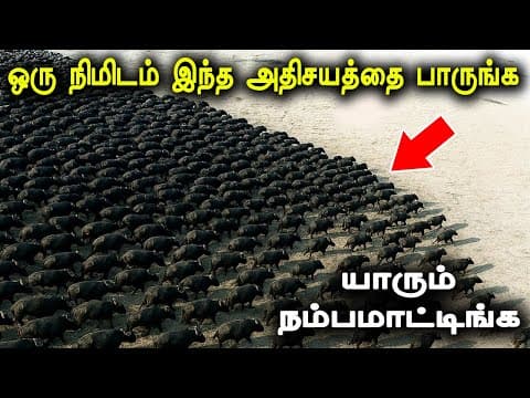 Recent post by Tamil Teazle