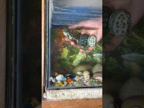 Recent post by Pets Man
