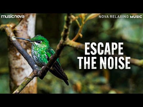 Recent post by Nova Relaxing Music