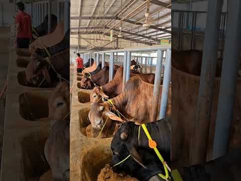 Recent post by Banglar Haat Bazar