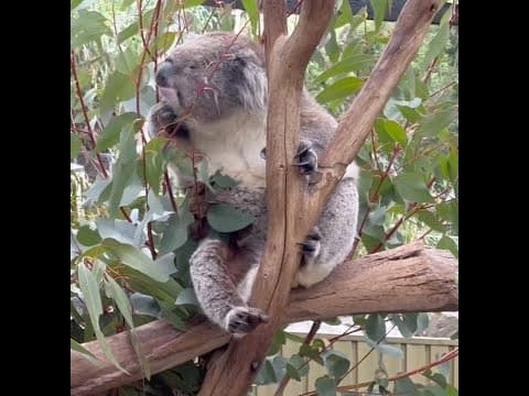 Recent post by Koalafication