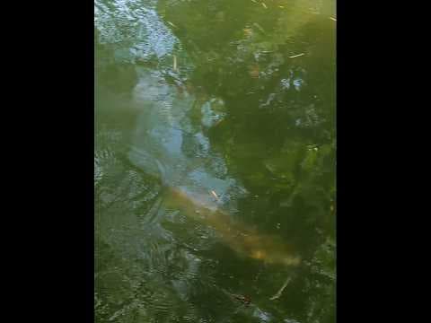 Recent post by Fishy Vlogs - Ajay Thiruvalla