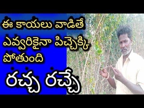 Recent post by ALL AP AYURVEDAM VENKATESH CHANNEL