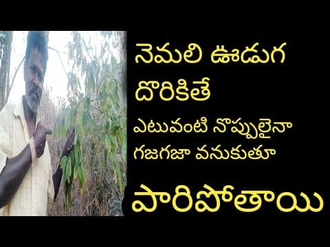 Recent post by ALL AP AYURVEDAM VENKATESH CHANNEL