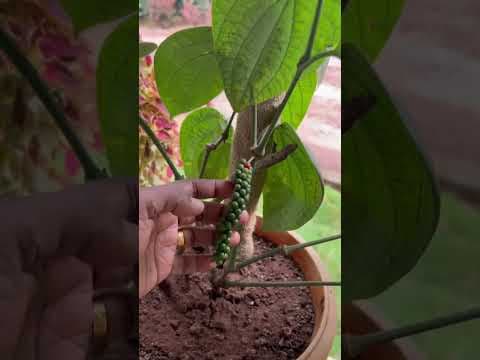 Recent post by Plantation Info {ಕೃಷಿ ಸಲಹೆ}