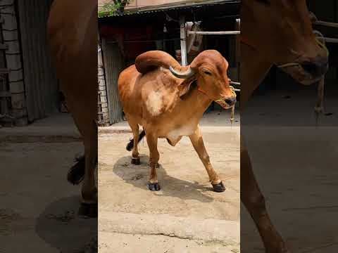Recent post by Banglar Haat Bazar