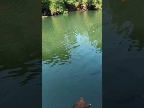 Recent post by Fishy Vlogs - Ajay Thiruvalla