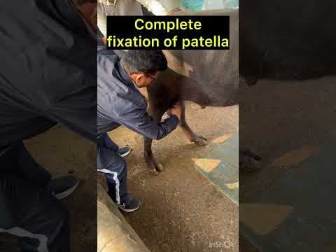 Recent post by Vet Surgery