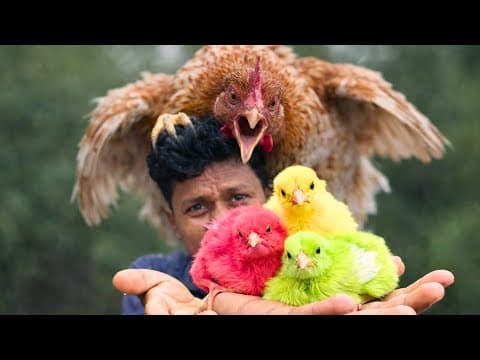 Recent post by Vijay Vlogs