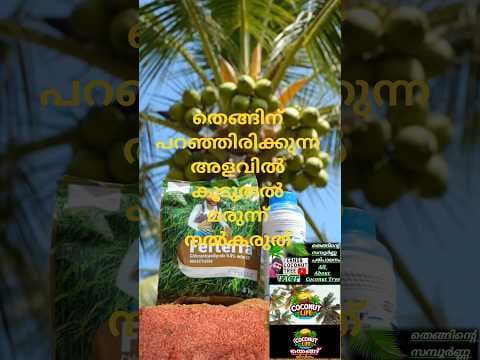 Recent post by FERNS AND COCONUT TREE JPJ