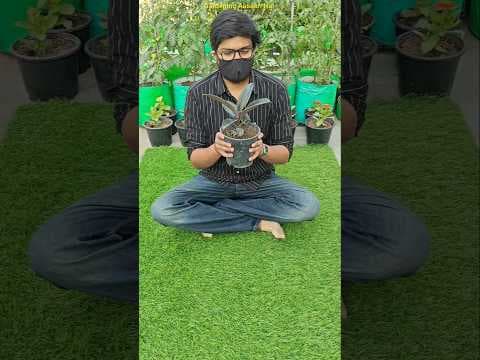 Recent post by Gardening Aasaan Hai