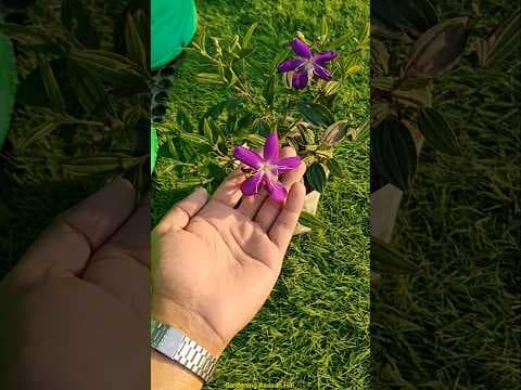 Recent post by Gardening Aasaan Hai