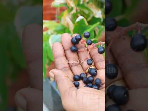 Recent post by Foods of India