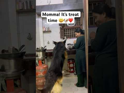Recent post by Champ The Gsd