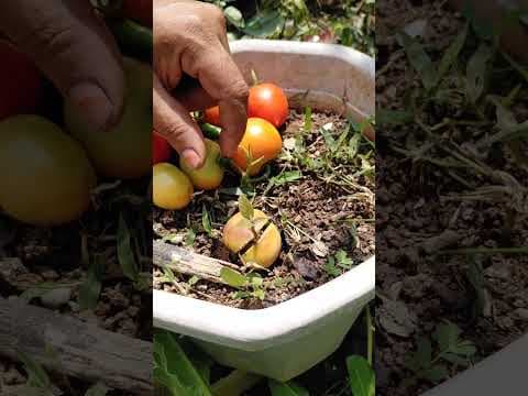Recent post by TELUGU GARDEN VLOG