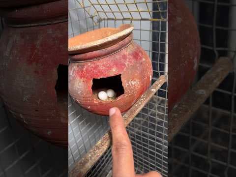 Recent post by Pets Man