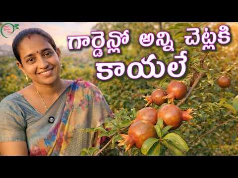 Recent post by TELUGU GARDEN VLOG