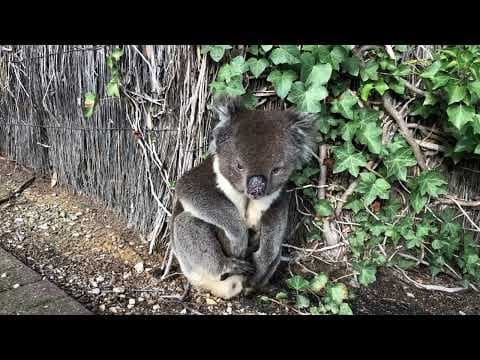 Recent post by Koalafication
