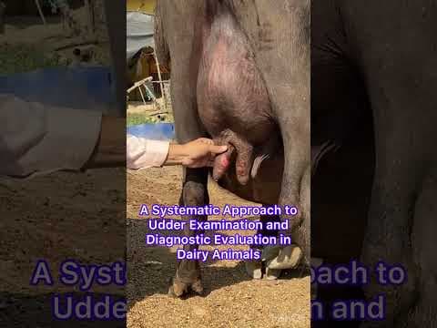 Recent post by Vet Surgery