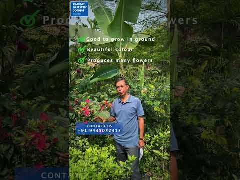 Recent post by Parijat Nursery Jorhat