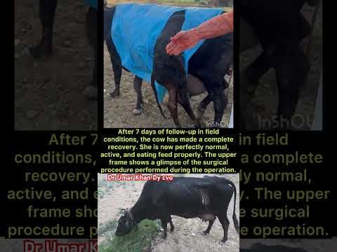 Recent post by Vet Surgery