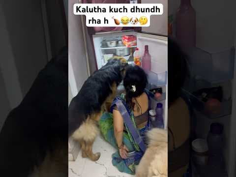 Recent post by Champ The Gsd