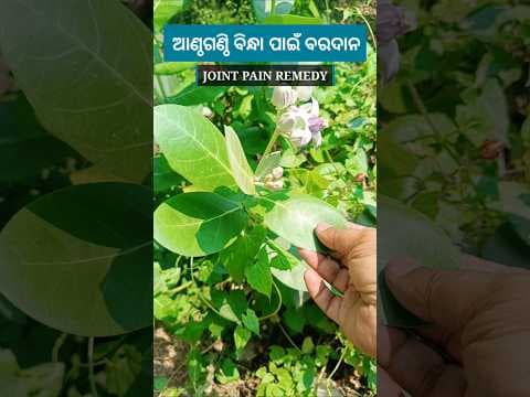 Recent post by Janiba Katha