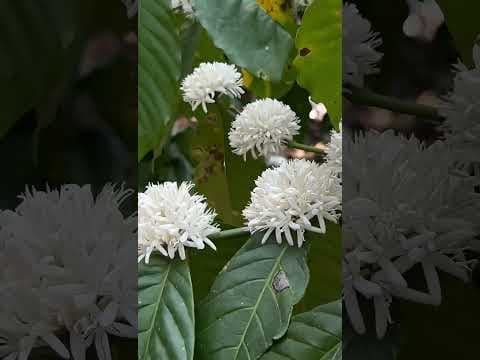 Recent post by Plantation Info {ಕೃಷಿ ಸಲಹೆ}