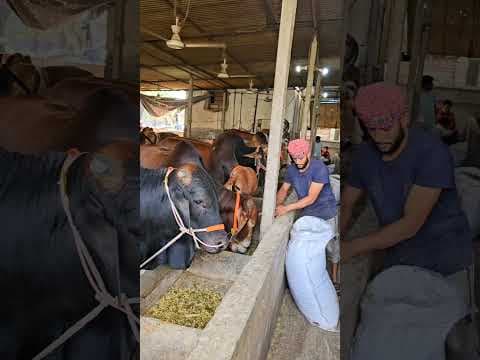 Recent post by Banglar Haat Bazar