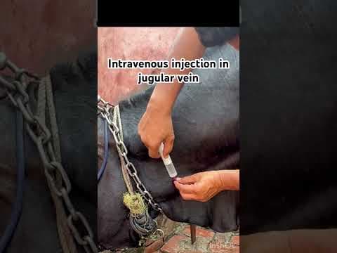 Recent post by Vet Surgery